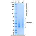 Recombinant Human NGFR/TNFRSF16 Protein