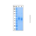 Recombinant CSFV Glycoprotein E2 Protein