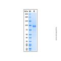 Recombinant Human IL-35 Protein