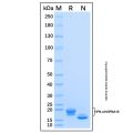 Recombinant Human IFN-α10/IFNA10 Protein