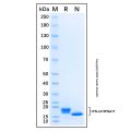 Recombinant Human IFN-alpha I/IFN17 Protein