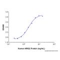 Recombinant Human Neuregulin-2/NRG2 Protein
