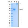 Recombinant Human TrkC Protein