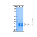 Recombinant Canine CD8 Protein
