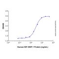 Recombinant Human IGF-I/IGF-1 Protein