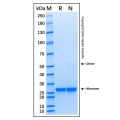 Recombinant Human Bcl-XL Protein