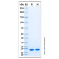 Recombinant Human IL-17E Protein