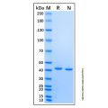 Recombinant Human Bifikafusp alfa Protein 