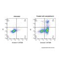 Annexin V-AF488