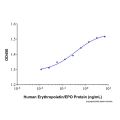 Recombinant Human Erythropoietin/EPO Protein