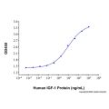 Recombinant Human IGF-I/IGF-1 Protein