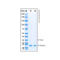 Recombinant Human LIF Protein