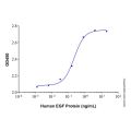 Recombinant Human EGF Protein