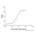 Recombinant Human EGF Protein