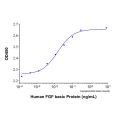 Recombinant Human FGF basic Protein