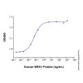 Recombinant Human NRG1-beta 1/HRG1-beta 1 EGF Domain Protein