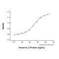 Recombinant Human IL-2 Protein