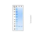 Recombinant Human FGF14/FHF4 Protein