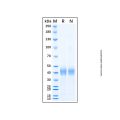 Recombinant Human MASP3 Protein
