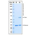 Recombinant Human mTOR Protein