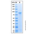 Recombinant Human Src Protein