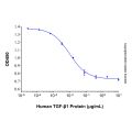 Recombinant Human TGF-beta 1 Protein