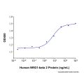 Recombinant Human NRG1-beta 2 Protein