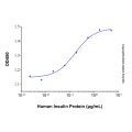 Recombinant Human Insulin Protein