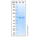 Recombinant Human IF2B2 Protein
