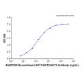 Recombinant Human AKT3 Protein