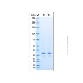 Recombinant Human Pleiotrophin/PTN Protein