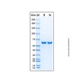 Recombinant Photinus pyralis Luciferase Protein