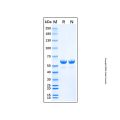Recombinant Photinus Pyralis Luciferase Protein