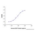 Recombinant Human EGF Protein