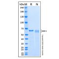 Recombinant Mouse MMP-2 Protein