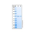 重组ThUDQ2泛素结合蛋白