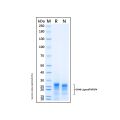Recombinant Human OX40 Ligand/TNFSF4 Protein