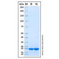 Recombinant Human FGF14/FHF4 Protein