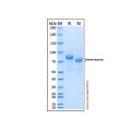 Recombinant Human GITR Ligand/TNFSF18 Protein
