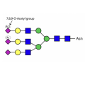 Sialate O-acetylesterase kit