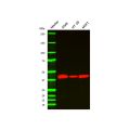 WB-Streptavidin (HRP) (np156148)
Various whole cell lysates were subjected to SDS PAGE followed by western blot with Streptavidin (HRP) (np156148) at dilution of 1:10000 incubated at room temperature for 1 hour. Biotin-gamma actin antibody as primary an