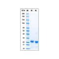 Recombinant Human HMGB1 Protein