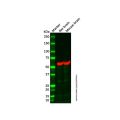 Mouse brain tissue lysate - total protein
