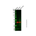 Mouse liver tissue lysate - total protein