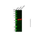Rat brain tissue lysate - total protein