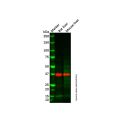 Rat liver tissue lysate - total protein