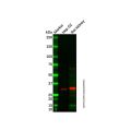 Rat kidney tissue lysate - total protein