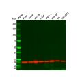 Cyclophilin B Mouse mAb