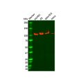 Recombinant Drebrin Antibody
