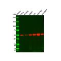 PTEN Mouse mAb